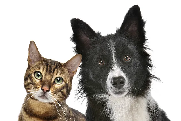 Canine and Feline Tests