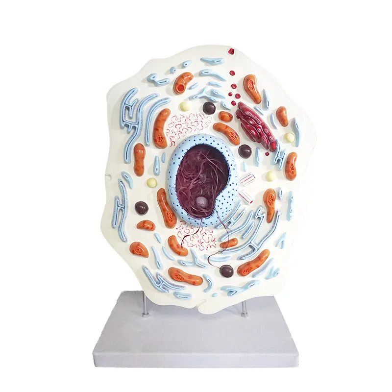 Animal Cell Model