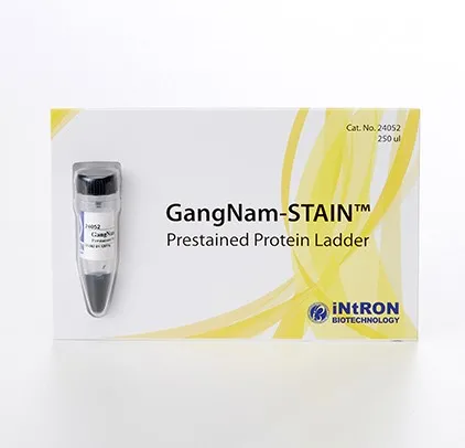 GangNam-STAIN™ Prestained Protein Ladder 250 ㎕