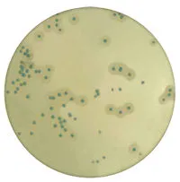 Listeria Chromogenic Lipase C Supplement