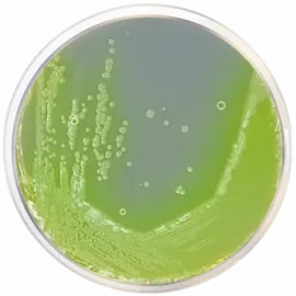 Cetrimide Agar Base EP/USP/ISO