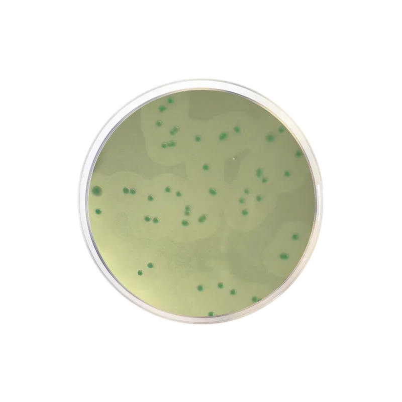 Listeria Chromogenic Selective Supplement