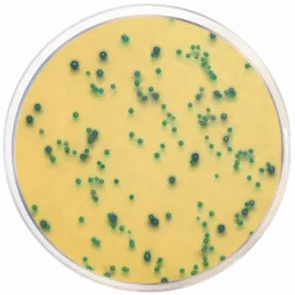 m-EI Chromogenic Agar Base, Modified