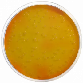 Mannitol Salt Agar (MSA) (Chapman Medium) EP/USP/ISO