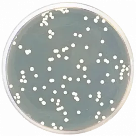 Sabouraud Dextrose Agar EP/USP/ISO